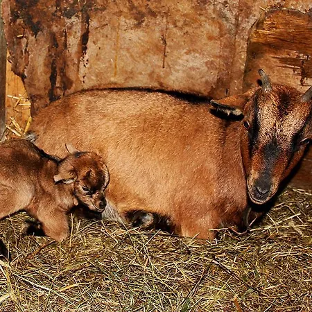 Familienbauernhof Christa Farma *