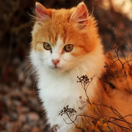 Familienbauernhof Christa Gospodarstwo agroturystyczne *