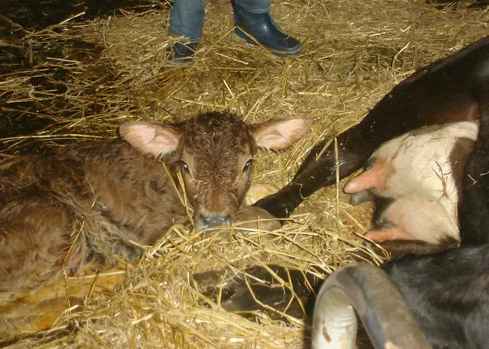 Gospodarstwo agroturystyczne Familienbauernhof Christa