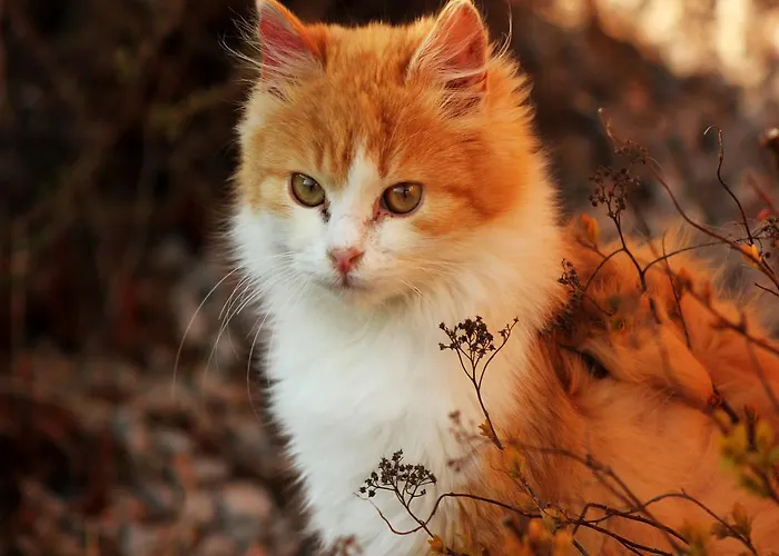 Familienbauernhof Christa Gospodarstwo agroturystyczne *