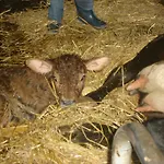 Séjour à la ferme Familienbauernhof Christa