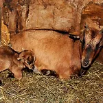 Familienbauernhof Christa Séjour à la ferme *