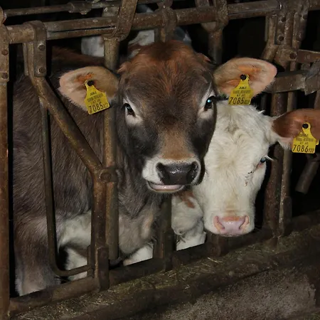 Alloggio per agriturismo Familienbauernhof Christa