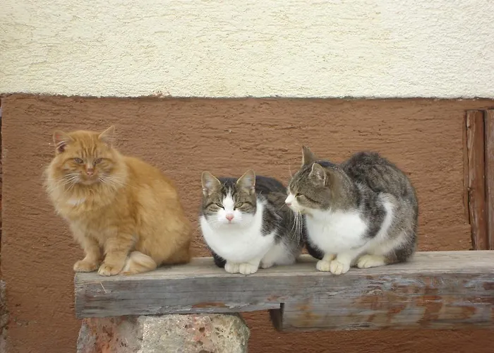 Familienbauernhof Christa Çiftlik konaklama