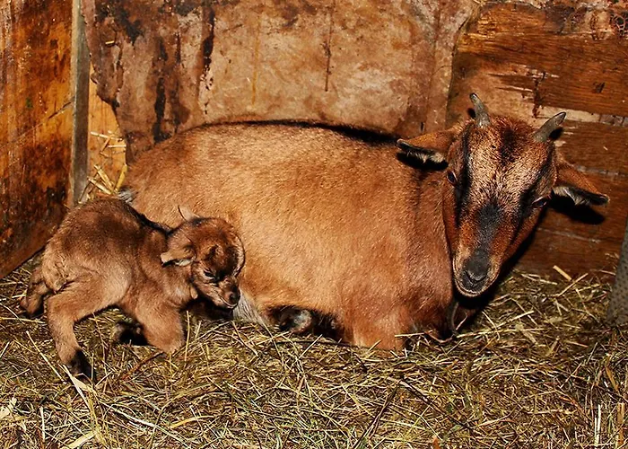 Familienbauernhof Christa Çiftlik konaklama *